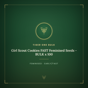 Girl Scout Cookies FAST Feminised Seeds - BULK x 100 Girl Scout Cookies FAST Feminised Seeds - BULK x 100
