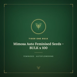Mimosa Auto Feminised Seeds - BULK x 100