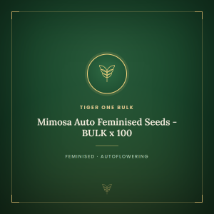 Mimosa Auto Feminised Seeds - BULK x 100 Mimosa Auto Feminised Seeds - BULK x 100