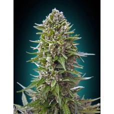 Northern Lights Auto Feminised Seeds - BULK x 100 Northern Lights Auto Feminised Seeds - BULK x 100