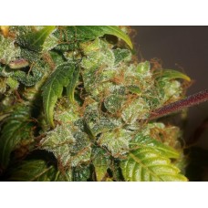 OG Kush Feminised - Bulk x 100 OG Kush Feminised - Bulk x 100