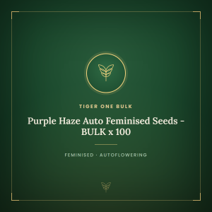 Purple Haze Auto Feminised Seeds - BULK x 100 Purple Haze Auto Feminised Seeds - BULK x 100