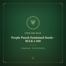 Purple Punch Feminised Seeds - BULK x 100 Purple Punch Feminised Seeds - BULK x 100