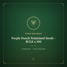 Purple Punch Feminised Seeds - BULK x 100 Purple Punch Feminised Seeds - BULK x 100