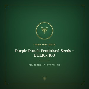 Purple Punch Feminised Seeds - BULK x 100