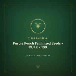 Purple Punch Feminised Seeds - BULK x 100 Purple Punch Feminised Seeds - BULK x 100