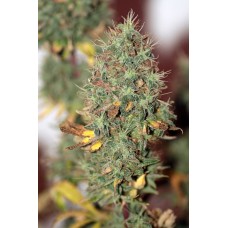 Runtz Auto Feminised Seeds - BULK x 100 Runtz Auto Feminised Seeds - BULK x 100