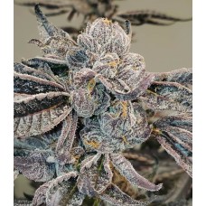 Runtz FAST Feminised Seeds - BULK x 100 Runtz FAST Feminised Seeds - BULK x 100
