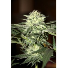 Watermelon Auto Feminised Seeds - BULK x 100 Watermelon Auto Feminised Seeds - BULK x 100