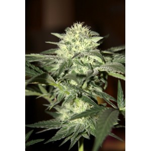 Watermelon Auto Feminised Seeds - BULK x 100 Watermelon Auto Feminised Seeds - BULK x 100