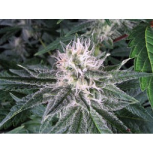 Zkittlez Auto Feminised Seeds - BULK x 100 Zkittlez Auto Feminised Seeds - BULK x 100