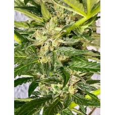 Zkittlez Feminised Seeds - BULK x 100 Zkittlez Feminised Seeds - BULK x 100