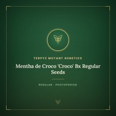 Mentha de Croco 'Croco' Bx Regular Seeds