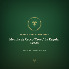 Mentha de Croco 'Croco' Bx Regular Seeds Mentha de Croco 'Croco' Bx Regular Seeds