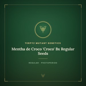 Mentha de Croco 'Croco' Bx Regular Seeds