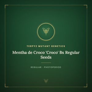 Mentha de Croco 'Croco' Bx Regular Seeds Mentha de Croco 'Croco' Bx Regular Seeds