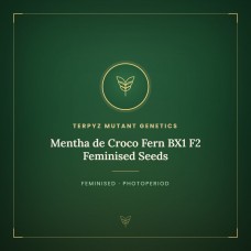 Mentha de Croco Fern BX1 F2 Feminised Seeds
