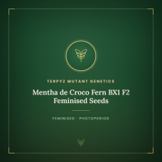 Mentha de Croco Fern BX1 F2 Feminised Seeds Mentha de Croco Fern BX1 F2 Feminised Seeds
