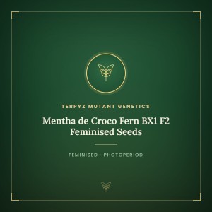 Mentha de Croco Fern BX1 F2 Feminised Seeds Mentha de Croco Fern BX1 F2 Feminised Seeds