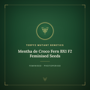 Mentha de Croco Fern BX1 F2 Feminised Seeds Mentha de Croco Fern BX1 F2 Feminised Seeds