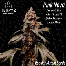 Pink Nova Regular Seeds Pink Nova Regular Seeds