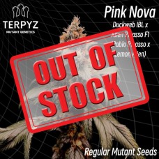 Pink Nova Regular Seeds