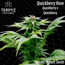 Quackberry Rose Regular Seeds Quackberry Rose Regular Seeds