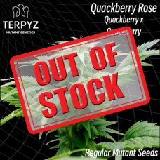 Quackberry Rose Regular Seeds