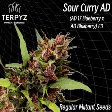 Sour Curry AD Regular Seeds Sour Curry AD Regular Seeds