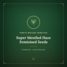 Super Menthol Haze Feminised Seeds Super Menthol Haze Feminised Seeds