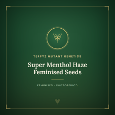 Super Menthol Haze Feminised Seeds Super Menthol Haze Feminised Seeds