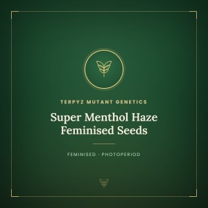 Super Menthol Haze Feminised Seeds Super Menthol Haze Feminised Seeds