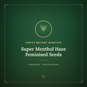 Super Menthol Haze Feminised Seeds Super Menthol Haze Feminised Seeds