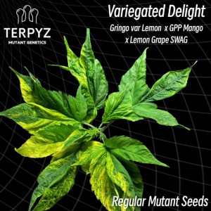 Variegated Delight Regular Seeds Variegated Delight Regular Seeds