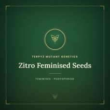Zitro Feminised Seeds Zitro Feminised Seeds