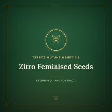 Zitro Feminised Seeds Zitro Feminised Seeds