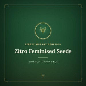 Zitro Feminised Seeds Zitro Feminised Seeds