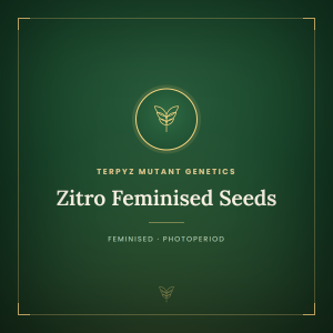 Zitro Feminised Seeds Zitro Feminised Seeds
