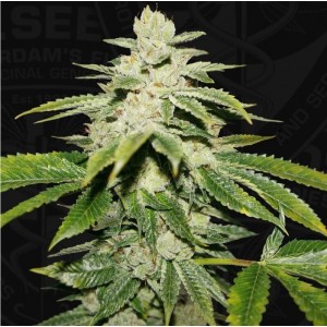 WaterMelon Ultra 710 Special Pack Feminised Seeds WaterMelon Ultra 710 Special Pack Feminised Seeds