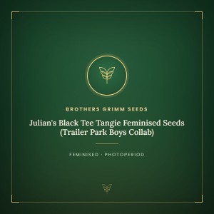 Julian's Black Tee Tangie Feminised Seeds (Trailer Park Boys Collab) Julian's Black Tee Tangie Feminised Seeds (Trailer Park Boys Collab)