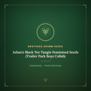 Julian's Black Tee Tangie Feminised Seeds (Trailer Park Boys Collab) Julian's Black Tee Tangie Feminised Seeds (Trailer Park Boys Collab)