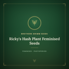 Ricky's Hash Plant Feminised Seeds Ricky's Hash Plant Feminised Seeds