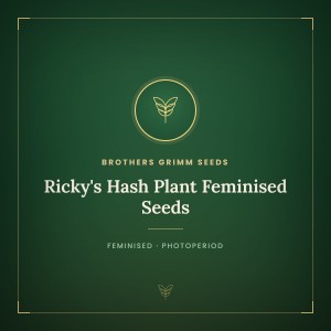 Ricky's Hash Plant Feminised Seeds