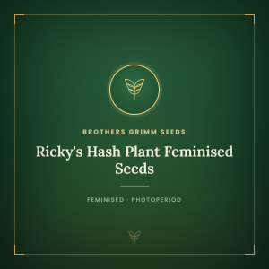 Ricky's Hash Plant Feminised Seeds
