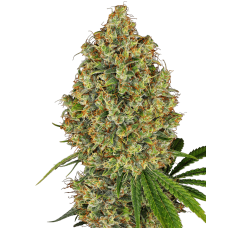 AK-420 Feminised Seeds AK-420 Feminised Seeds