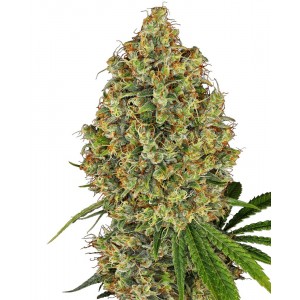 AK-420 Feminised Seeds