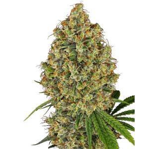 AK-420 Feminised Seeds AK-420 Feminised Seeds