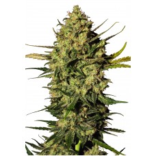 Master Kush Auto Feminised Seeds Master Kush Auto Feminised Seeds