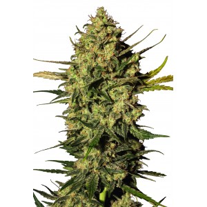 Master Kush Auto Feminised Seeds Master Kush Auto Feminised Seeds