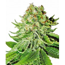 Northern Lights Auto Feminised Seeds Northern Lights Auto Feminised Seeds
